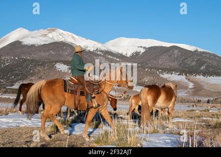 Colorado, Westcliffe, Music Meadows Ranch. Mano ranch femminile in tipico ranch occidentale abbigliamento movimento mandria di cavalli. Modello rilasciato. Foto Stock