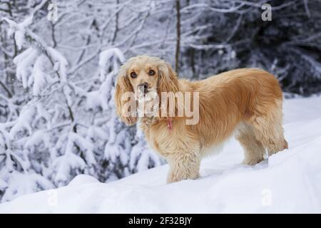 Bel cocker inglese spaniel in piedi e guardando la macchina fotografica, bianco fondo neve Foto Stock