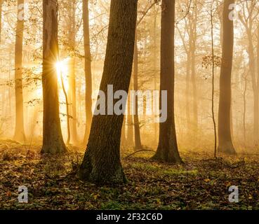 Il sole splende attraverso la foresta naturale di querce e faggi in autunno, Sassonia-Anhalt, Germania Foto Stock