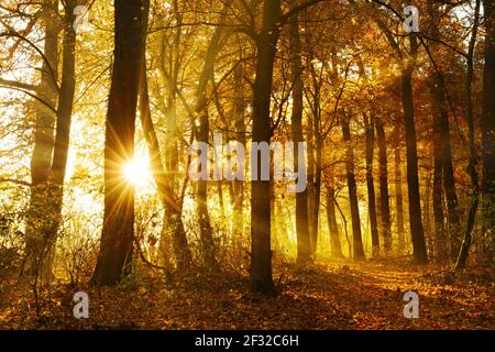 Il sole splende attraverso la foresta naturale decidua di querce e faggi in autunno, Ziegelrodaer Forst, Sassonia-Anhalt, Germania Foto Stock