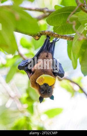 Indian Flying Fox (Pteropus medius), mangia frutta, Kuramathi, Maldive Foto Stock