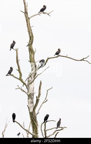 Grande cormorano (Phalacrocorax carbo), uccelli di riposo su un albero morto, Anklamer Stadtbruch riserva naturale, Anklam, Meclemburgo-Pomerania occidentale Foto Stock