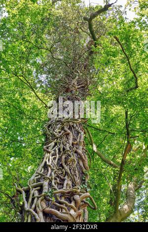 Albero con edera vecchia in foresta Foto Stock