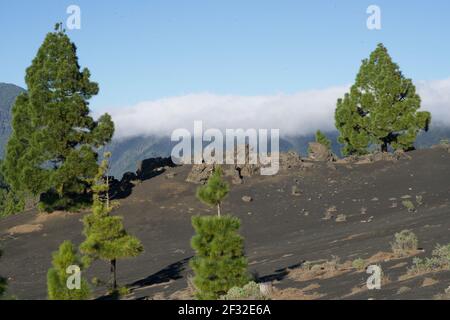 pini su sabbia nera di fronte alle montagne Foto Stock