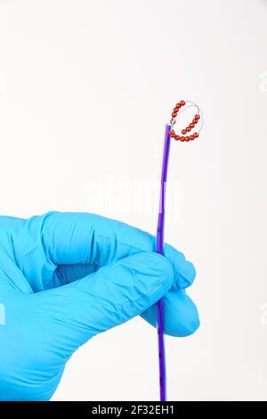 IntraUterinBall, IUB, sfera di rame con tubo guida, contraccezione senza ormoni con memoria di forma, sistema contraccettivo dinamico Foto Stock