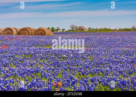 Un campo di Texas Bluebonnet, Lupin texensis, con balle di fieno su un ranch lungo la Texas Highway 382 vicino Whitehall, Texas. Foto Stock