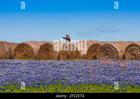 Donna che scatta foto con cellulare di balle di fieno in un campo di Texas Bluebonnet, Lupin texensis, e Paintbrush indiano, Castilleja indivisa, vicino W. Foto Stock