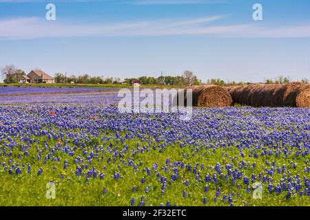 Un campo di Texas Bluebonnet, Lupin texensis, con balle di fieno su un ranch lungo la Texas Highway 382 vicino Whitehall, Texas. Foto Stock