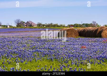 Un campo di Texas Bluebonnet, Lupin texensis, con balle di fieno su un ranch lungo la Texas Highway 382 vicino Whitehall, Texas. Foto Stock