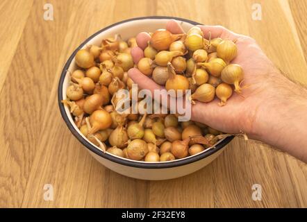 Piccole piantine di cipolle per piantare nel giardino in una mano di un gardner. Concetto di propagazione della cipolla Foto Stock