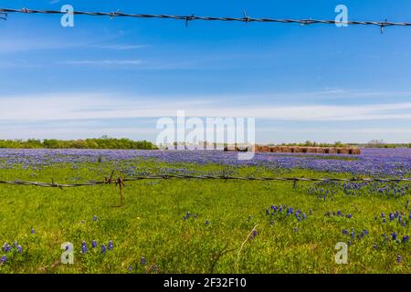 Un campo di Texas Bluebonnet, Lupin texensis, con balle di fieno su un ranch lungo la Texas Highway 382 vicino Whitehall, Texas. Foto Stock