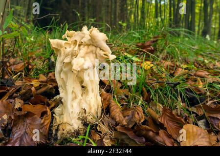 Sella bianca (Helvella crisspa), commestibile, fungo, Meclemburgo-Pomerania occidentale, Germania Foto Stock