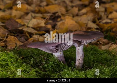 Legno blewit (Lepista nuda), commestibile, fungo, Meclemburgo-Pomerania occidentale, Germania Foto Stock