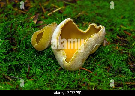Sowerbyella imperialis (Sowerbyella imperialis), cucito, fungo, Meclemburgo-Pomerania occidentale, Germania Foto Stock