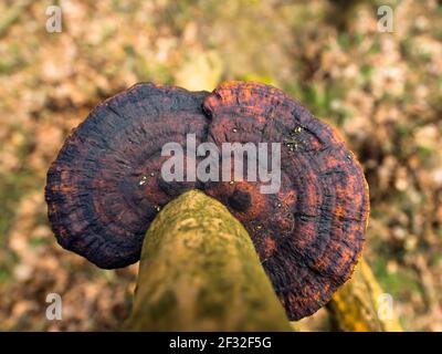 Poro di labirinto a parete sottile (Daedaleopsis confragosa), fungo di albero, dall'alto, fungo, Meclenburg-Vorpommern, Germania Foto Stock