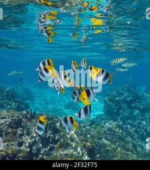 Gruppo di pesci tropicali nell'oceano parzialmente riflesso sotto la superficie dell'acqua, pesce farfalla a doppia sella, Pacifico meridionale, Polinesia francese