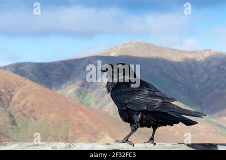 Corvo comune (Corvus corax), Fuerteventura, Isole Canarie, Spagna Foto Stock