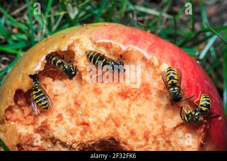 Vespa comune (Vespula vulgaris) sulla mela, Germania Foto Stock