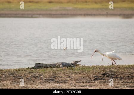 Coccodrillo del Nilo e spatola africana (Platalea alba), Riserva di Moremi, Delta dell'Okavango (Crocodylus niloticus cowiei), Botswana Foto Stock