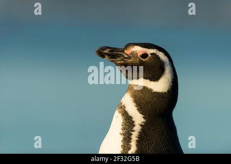 Volontarii Point, pinguino Magellanico (Speniscus magellanicus), Isole Falkland, Gran Bretagna Foto Stock