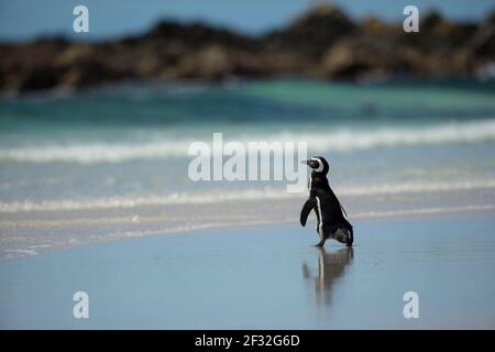 Volontarii Point, pinguino Magellanico (Speniscus magellanicus), Isole Falkland, Gran Bretagna Foto Stock