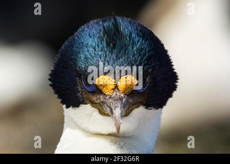 Sealion Island, Imperial Shag (Phalacrocorax albiventer), Falkland Islands, Gran Bretagna Foto Stock