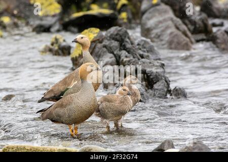 Isola della carcassa, Oca rossa (Chloephaga rubidiceps), Isole Falkland, Gran Bretagna Foto Stock