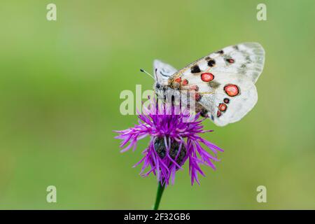 Rosso Apollo farfalla femmina, Eichstaett, Baviera (Parnassius apollo lithographicus), Germania Foto Stock