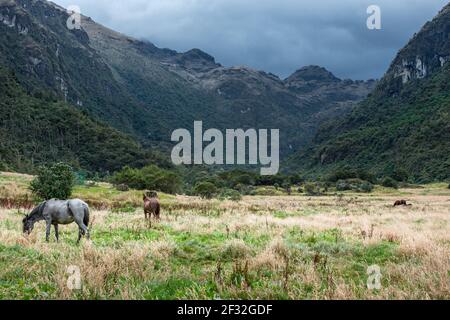 Una mandria di cavalli pascola su un prato verde in tempo piovoso con montagne dietro vicino Cajas National Park a Cuenca, Ecuador Foto Stock