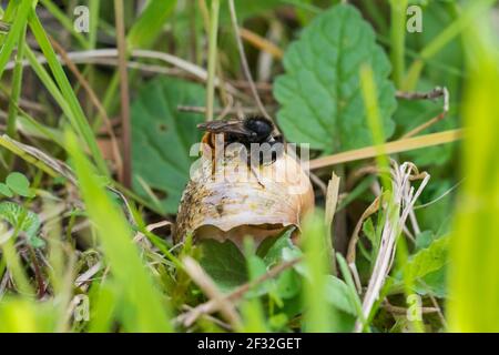 Ape di muratore bicolore, Hildesheim, bassa Sassonia (Osmia bicolore), Germania Foto Stock