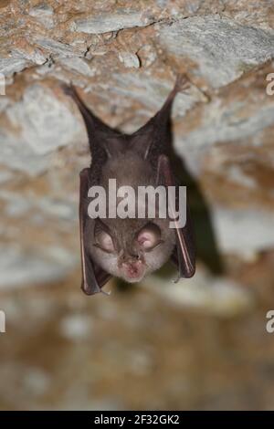 Il pipistrello di ferro di cavallo minore (hinolophus hipposideros), appeso al soffitto della grotta durante l'ibernazione, Turingia, Germania Foto Stock