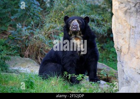 Orso con occhiali (Tremarctos ornatus), prigioniero, evento Sud America Foto Stock