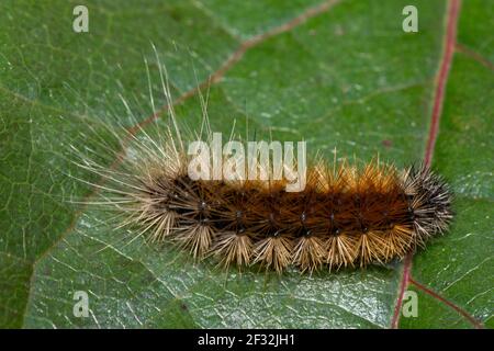 Tigre di legno (Parasemia plantaginis), caterpillar Foto Stock