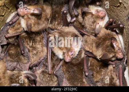 Bat di Bechstein (Myotis bechsteinii), scatola di nidificazione degli uccelli Foto Stock