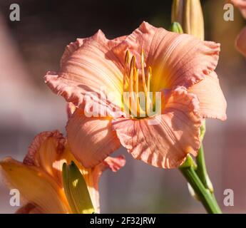 PASHA ROSA Daylily al Mercer Arboretum e ai Giardini Botanici di Spring, Texas. Foto Stock