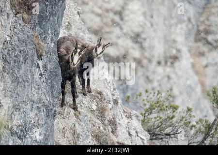 Camoscio, capra camoscio con pegno in piedi su terreno roccioso con neve leggera, Tirolo, Austria Foto Stock