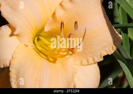 Daylily, Hemerocallis 'riccamente Beato', al Mercer Arboretum e Giardini Botanici in Spring, Texas. Foto Stock