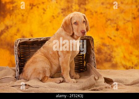 Chesapeake Bay Retriever, cucciolo, 10 settimane, seduta Foto Stock