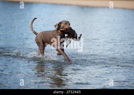 Weimaraner, cane maschio, recuperato anatra Foto Stock