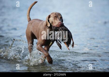 Weimaraner, cane maschio, recuperato anatra Foto Stock