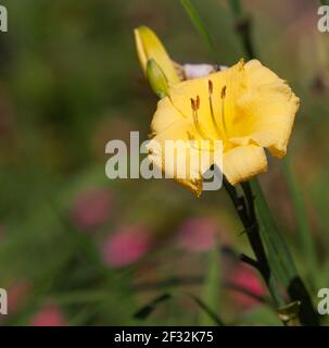 Daylily al Mercer Arboretum e ai Giardini Botanici di Spring, Texas. Foto Stock