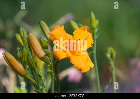 Daylily al Mercer Arboretum e ai Giardini Botanici di Spring, Texas. Foto Stock