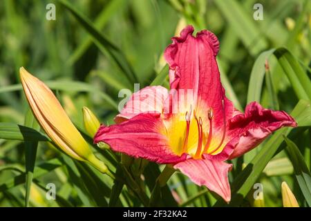 Daylily al Mercer Arboretum e ai Giardini Botanici di Spring, Texas. Foto Stock