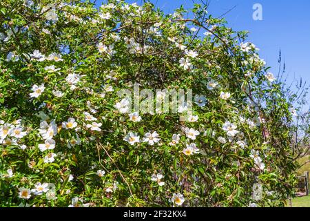 Cherokee Rose Bush, Rosa laevigata, a Rose Emporium Gardens vicino a Brenham, Texas. Foto Stock