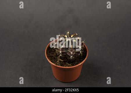 Gymnocalycium mihanovichii in vaso con sfondo nero, vista dall'alto Foto Stock