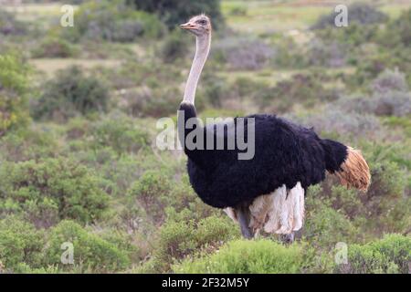 Struzzo, maschio, De Hoop National Park, Capo Occidentale, Sud Africa (Struthio camelus) Foto Stock
