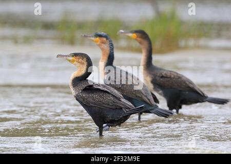 Cormorani bianchi (Phalacrocorax lucidus), Kariega Game Reserve, Capo Occidentale, Sudafrica Foto Stock
