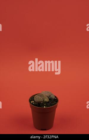 lithops aucampiae in pentola con sfondo rosso, vista dall'alto Foto Stock
