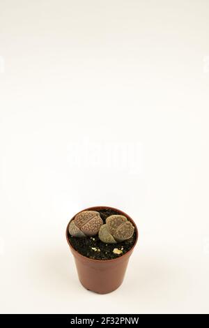 lithops aucampiae in pentola con sfondo bianco, vista dall'alto Foto Stock