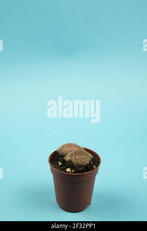 lithops aucampiae in pentola con sfondo blu, vista dall'alto Foto Stock